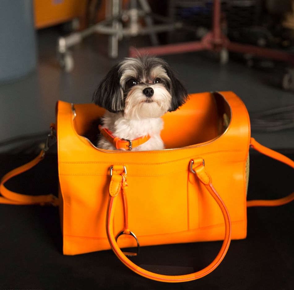 The Dog Walk Features Rescue Dogs with Ralph Lauren Accessories SENATUS