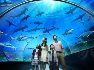 The World’s Largest Aquarium at Resorts World Sentosa in Singapore will be home to 100,000 marine animals of over 800 species in 45 million litres of water